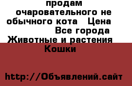 продам очаровательного не обычного кота › Цена ­ 7 000 000 - Все города Животные и растения » Кошки   